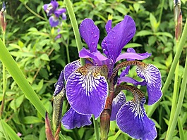 花,鳶尾花,自然