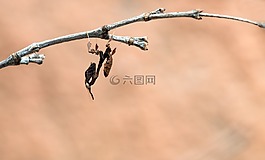 geistermantis,phyllocrania paradoxa,青年