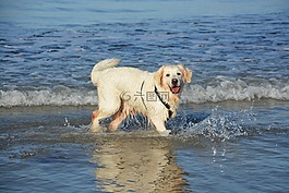 狗黃金獵犬,沐浴,海