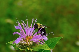 蜜蜂,大黃蜂,花