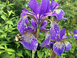 花,鳶尾花,自然