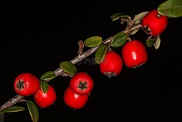 漿果,宏,紅色