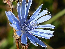 學士學位,按鈕,野花
