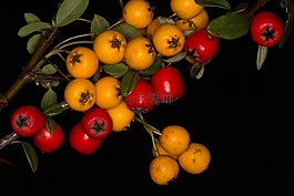 漿果,宏,紅色