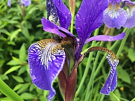 花,鳶尾花,自然