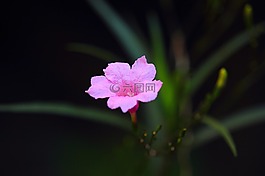 花,植物,花園