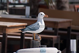 鳥,海鷗,水禽