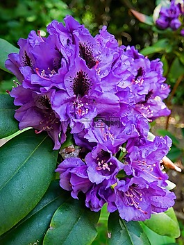 杜鵑,鮮花,紫