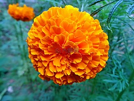 萬壽菊,橙色,花