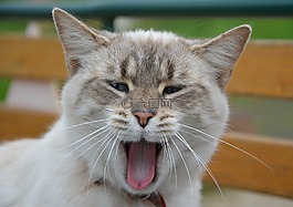 貓,國內動物,微笑的貓