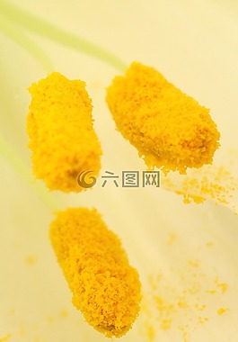 莉莉,宏,植物區系