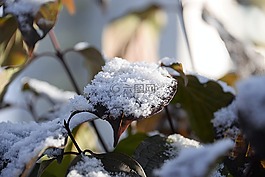 雪,葉子,布什