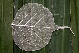 葉子,宏,葉片結(jié)構(gòu)