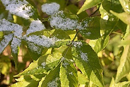 hollunderblätter,雪,冬季高炉