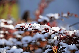 zwergberberitze,雪,葉子