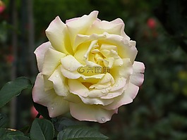 玫瑰,黃色花,花