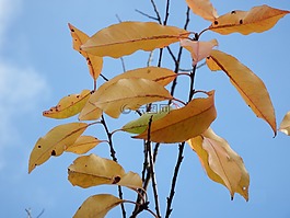 葉子,最后,11 月