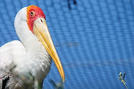 鳥,ave,鵜鶘