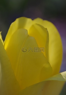 黃色,花瓣,花