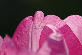 粉紅色,花瓣,郁金香