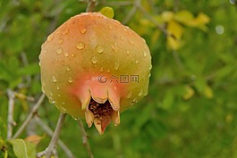 石榴,水果,紅色