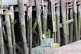 緬因州波特蘭,海鷗,碼頭