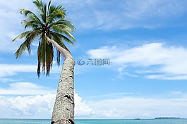 椰子樹,旅游,性質