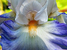 黃花菜,百合,鮮花