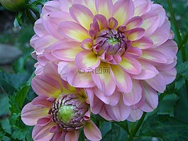 大麗花,花,夏天