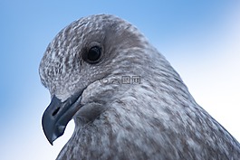 海鷗,年輕的動(dòng)物,鳥