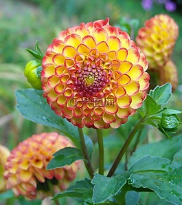 大麗花,花,夏天