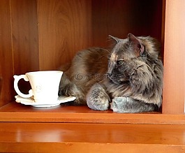 貓,茶,溫暖
