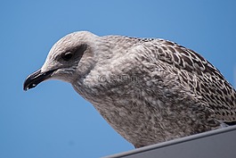 賊鷗,海鷗,鳥