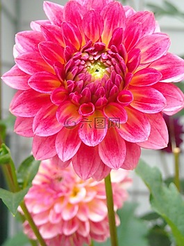 大麗花,花,夏天