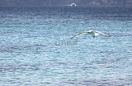 海,海洋,ave