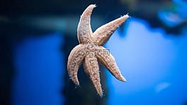 海星,莫斯科,水族館