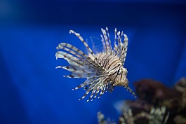 魚,水族館,莫斯科