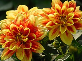 大麗花,花,夏天