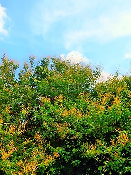 樹,植物,自然