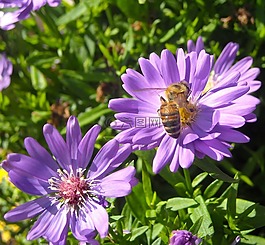 蜜蜂,黃色,動物