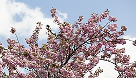 春,盛開的花,出生