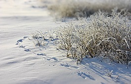 弗羅斯特,痕跡,雪