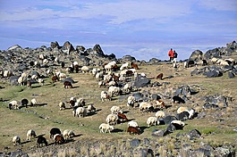 疼痛山,ararat,性質