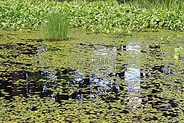 水面,水草,實像