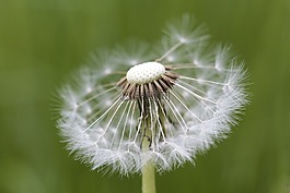 蒲公英,花,花園