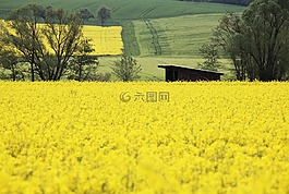油菜,字段,黃色