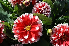 花,花園,大麗花