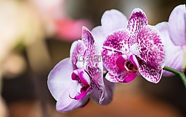 花,蘭花,廠