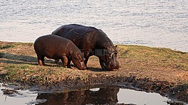 非洲,河馬,野生動(dòng)物園