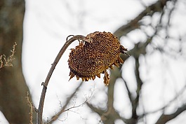 太陽(yáng)花,性質(zhì),welck